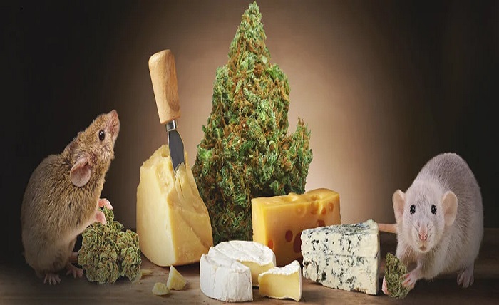Cheese Strain
